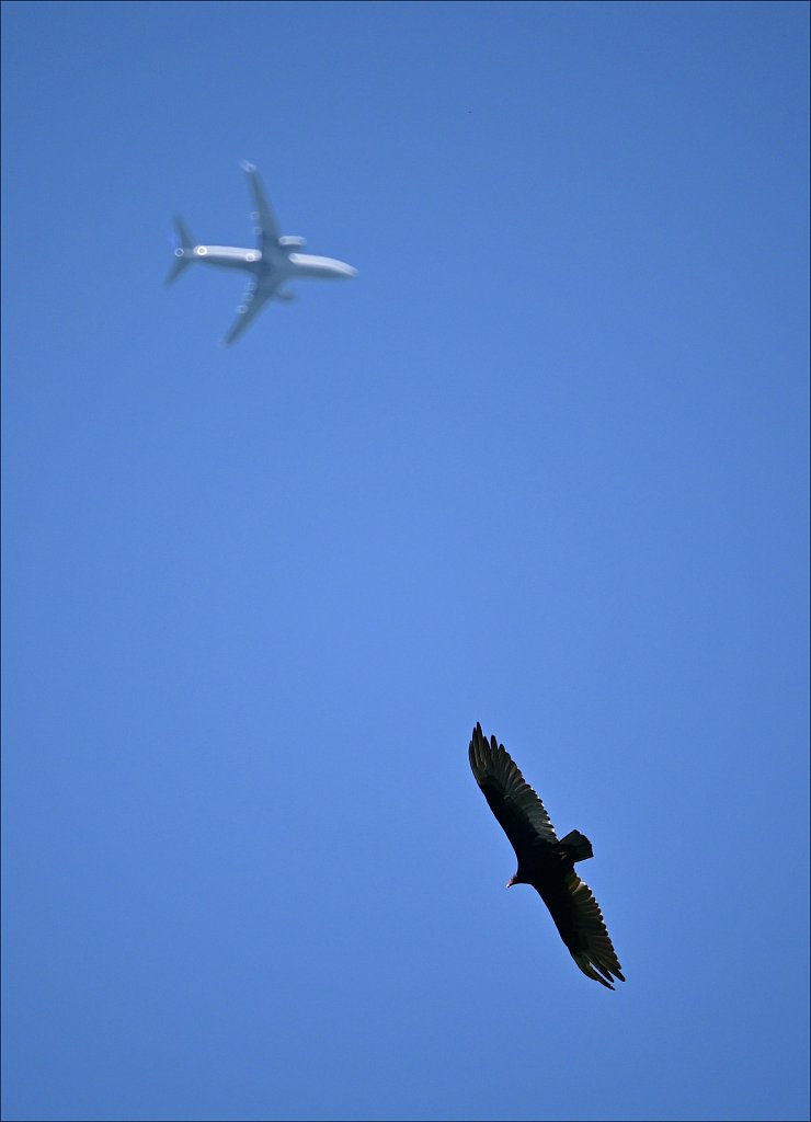 Fragments of Flight