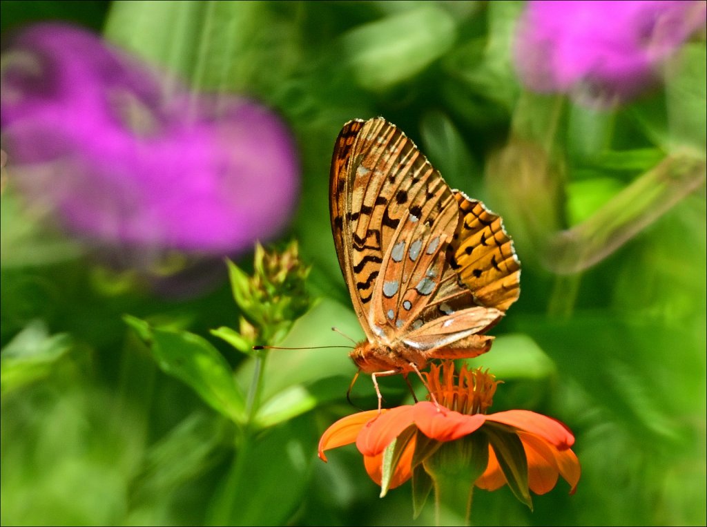 Great Spangled Fritillary Butterfly 