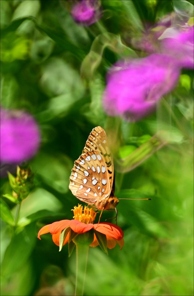 Great Spangled Fritillary Butterfly 
