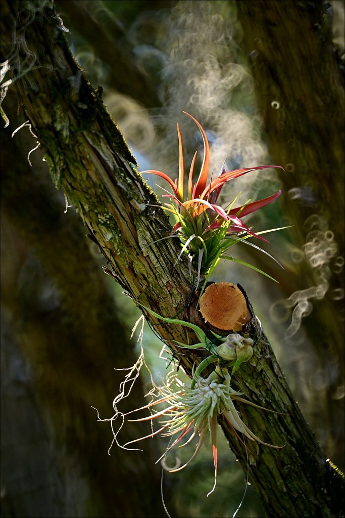 Willowwood Arboretum 