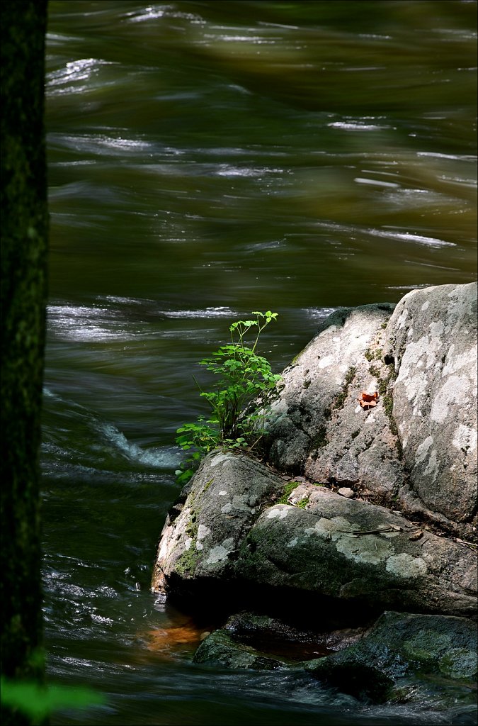 Stephen State Park