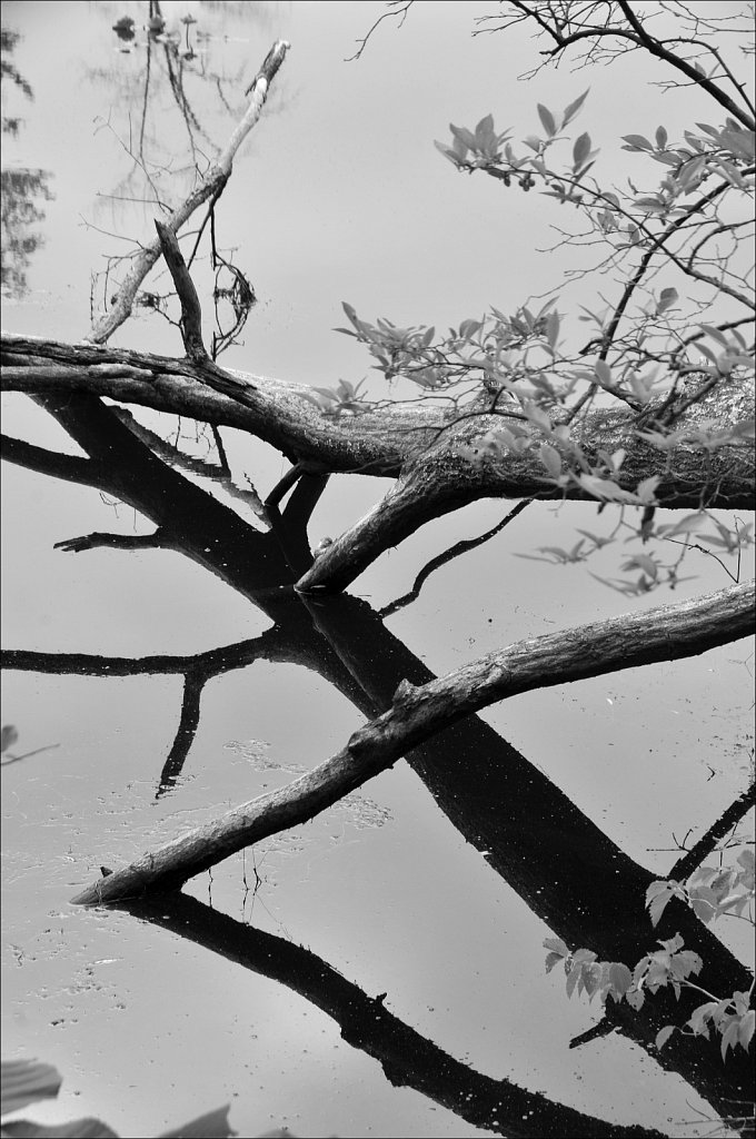 Sussex Branch Trail