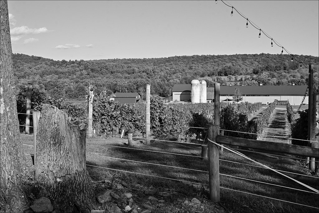 Little Ridge Vineyards