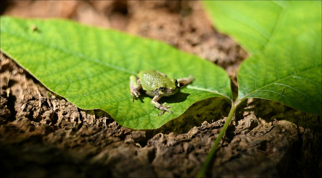 Little Green Tree Frog