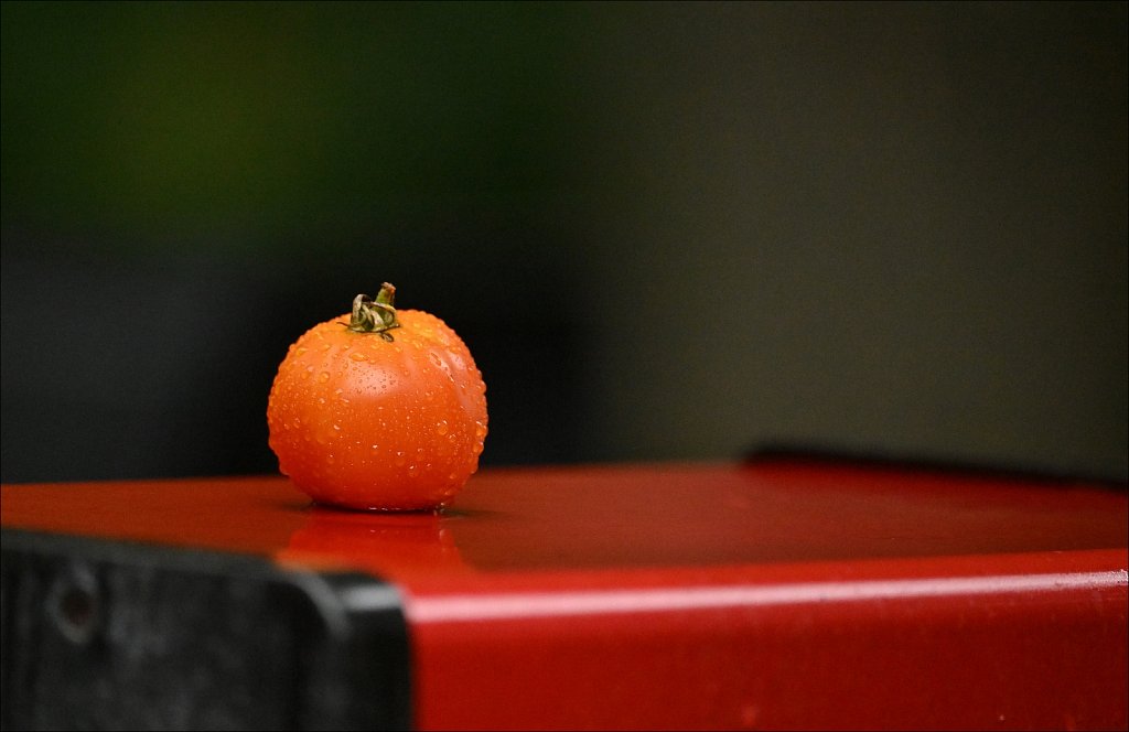 Tomato in the Rain