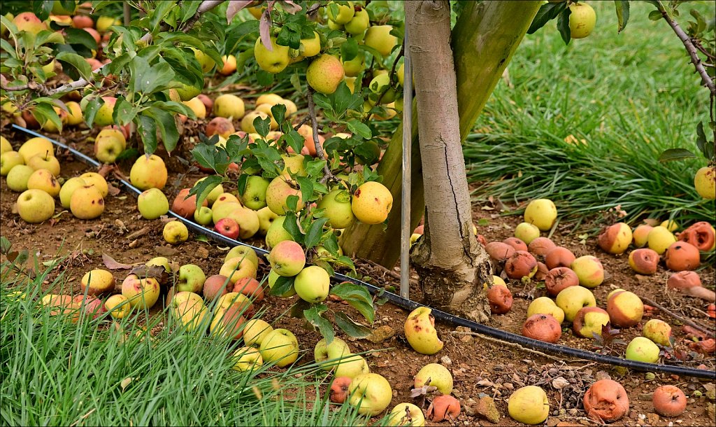 Apple Picking In Califon