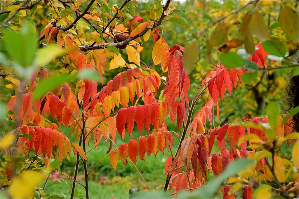 Apple Picking In Califon