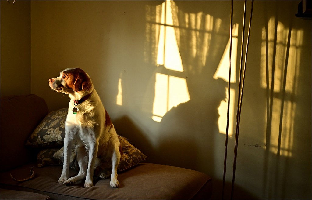 Copper in the Morning Light