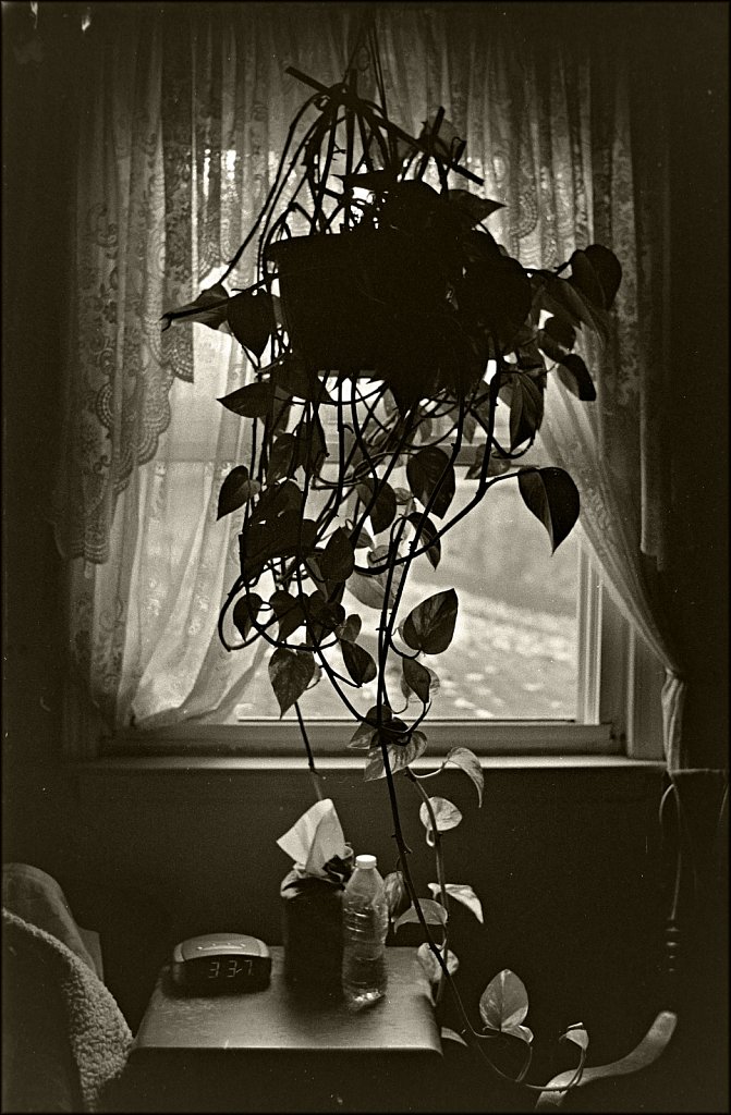 Plant Life