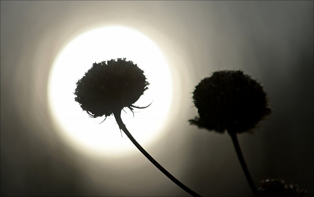 Project 365+ - By Joe Gigli