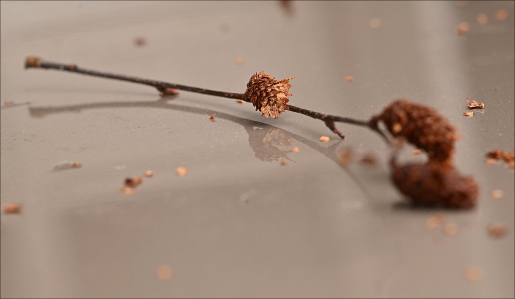 Sticks and Seeds