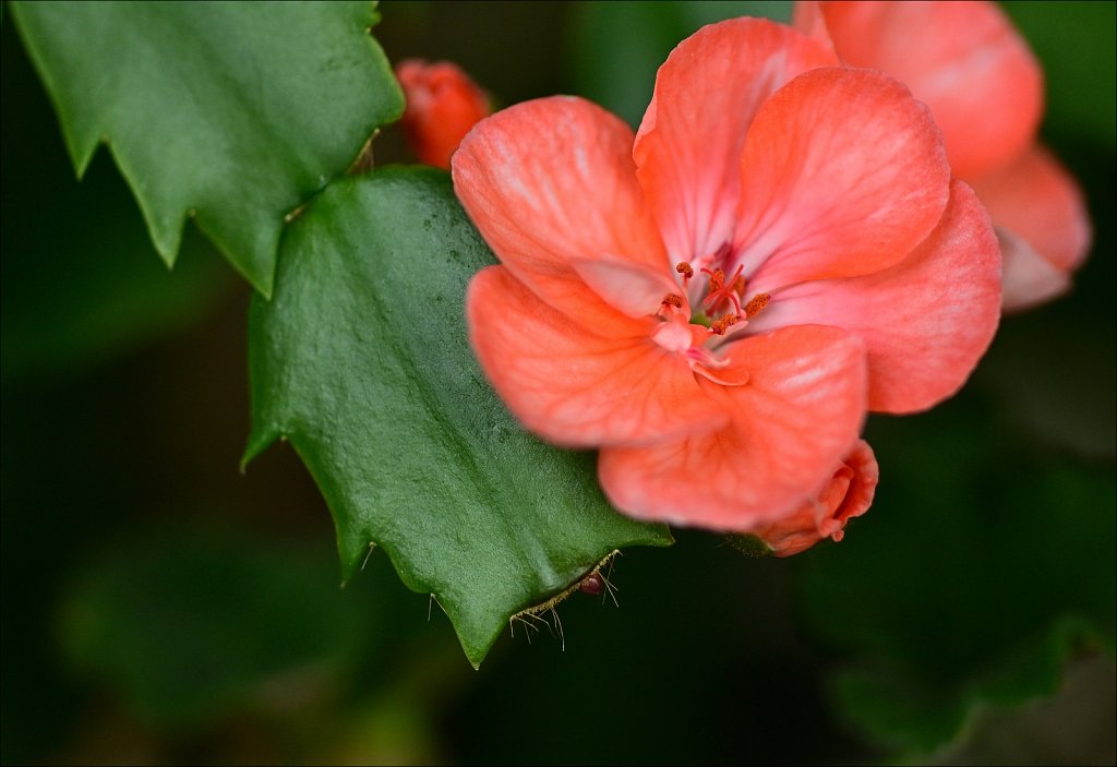 On Mom's Porch (Crop)