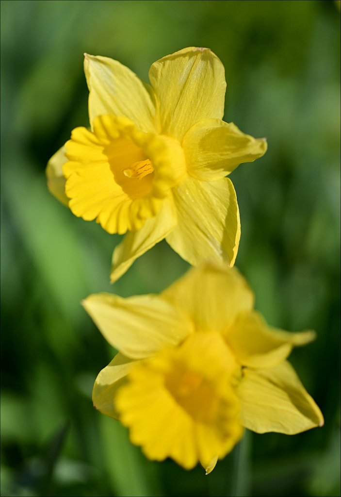 Early Daffodils 