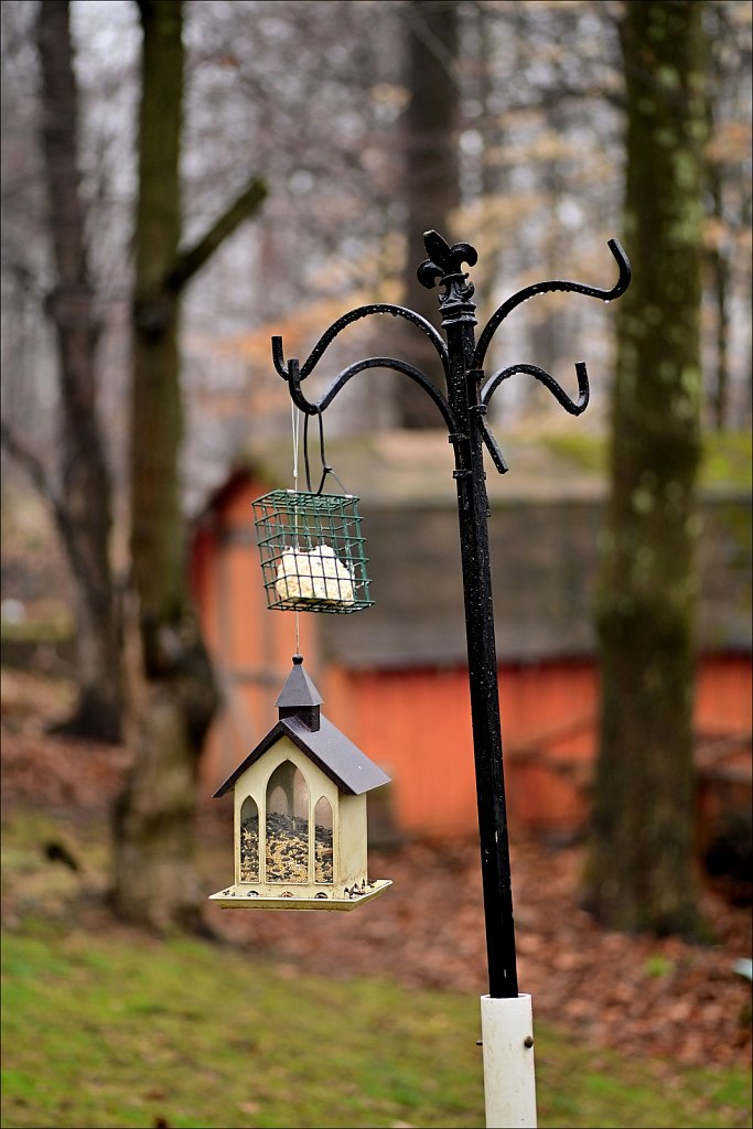 Bird Feeder In The Rain
