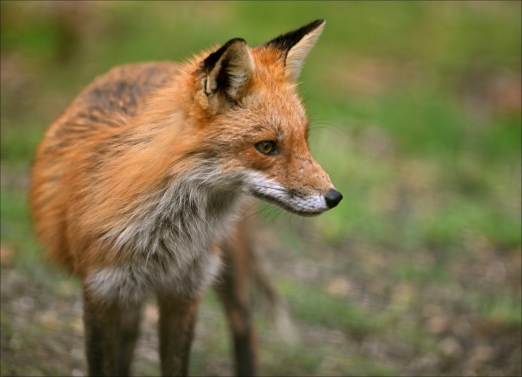 Red Fox