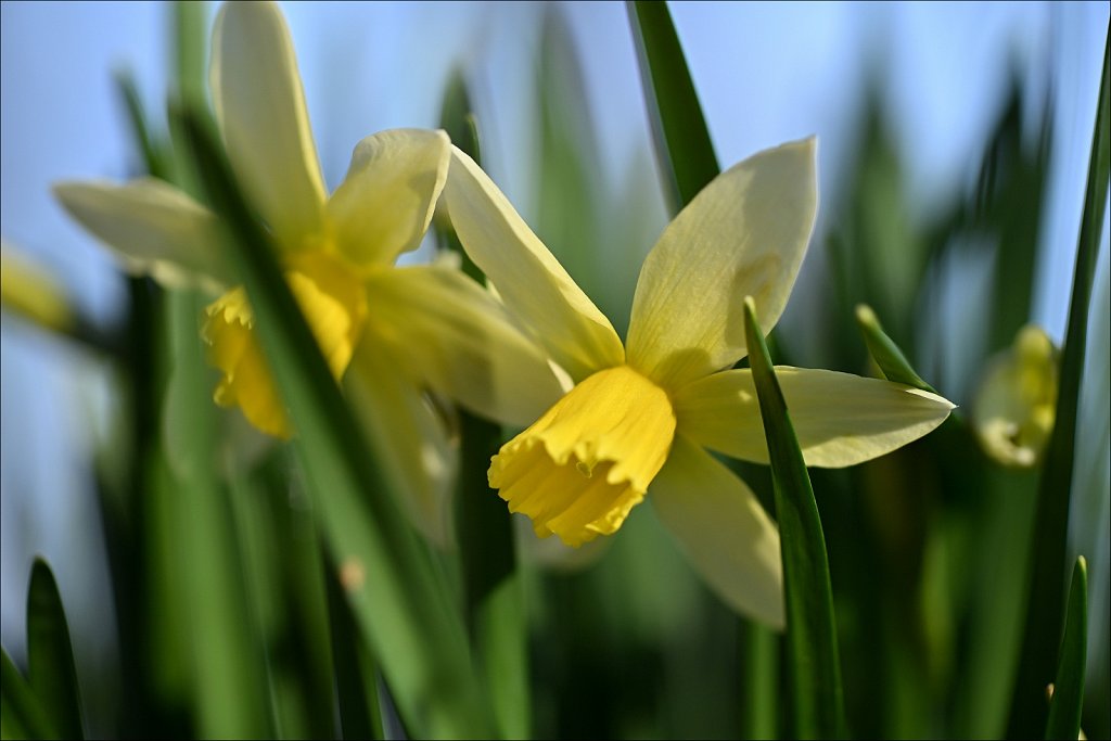 Daffodil