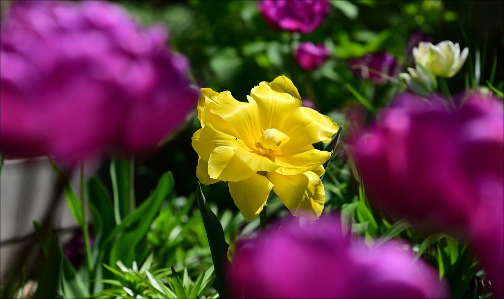 Hunterdon County Arboretum 