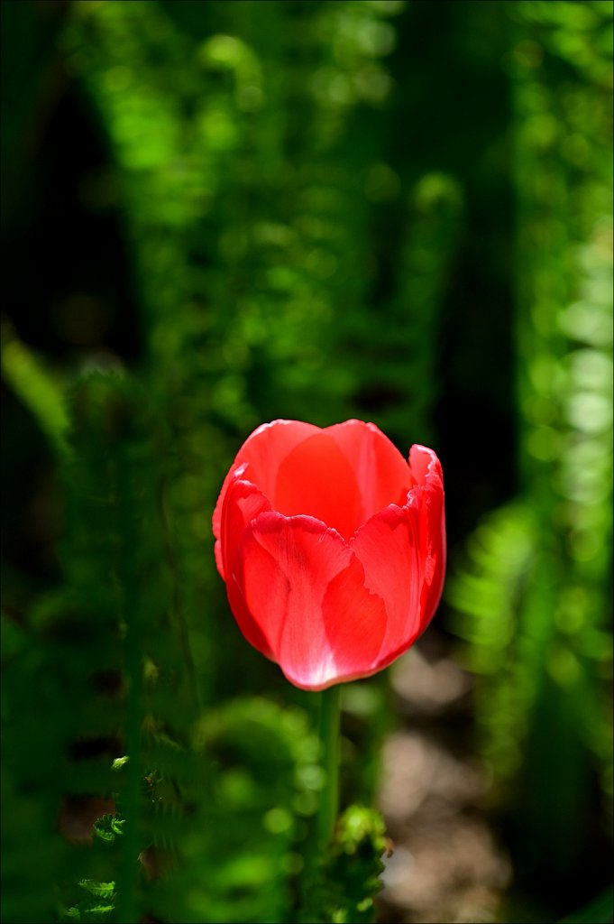 Hunterdon County Arboretum 