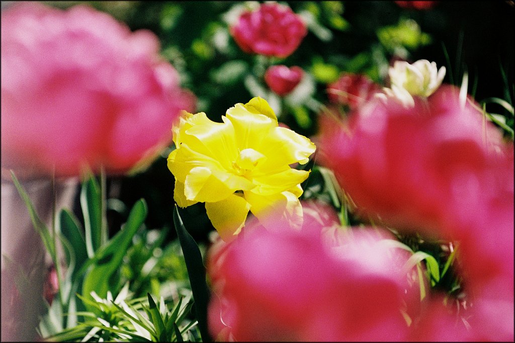 Hunterdon County Arboretum  
