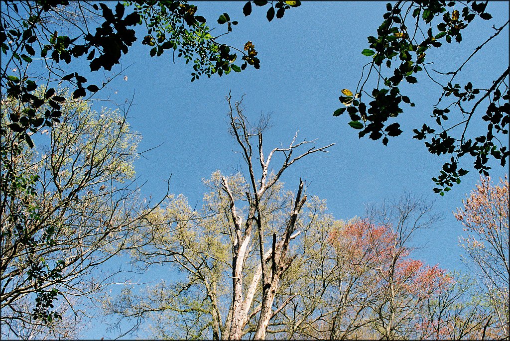 Hunterdon County Arboretum  