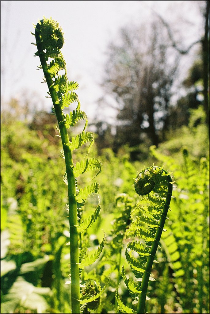 Hunterdon County Arboretum  