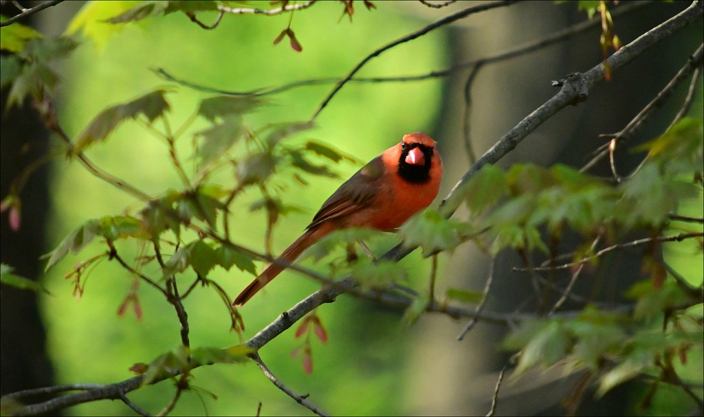 Cardinal