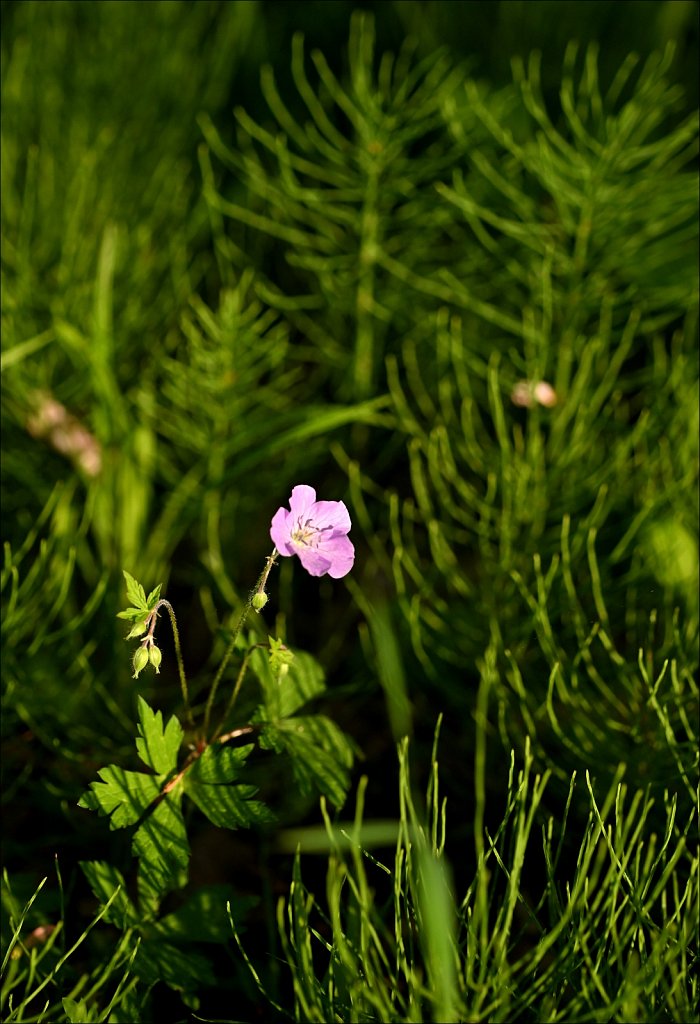 Along the Columbia Trail