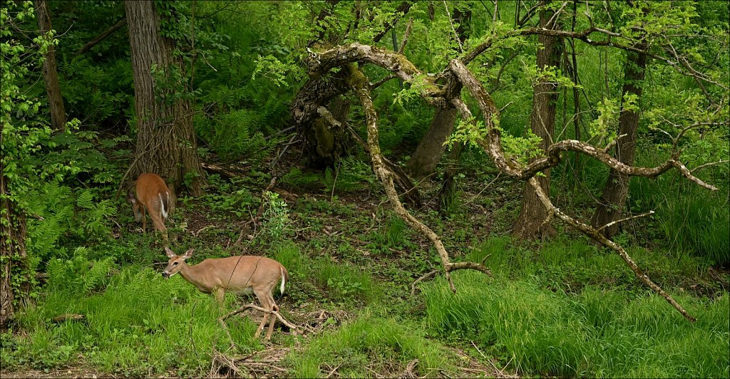 Whitetail Deer