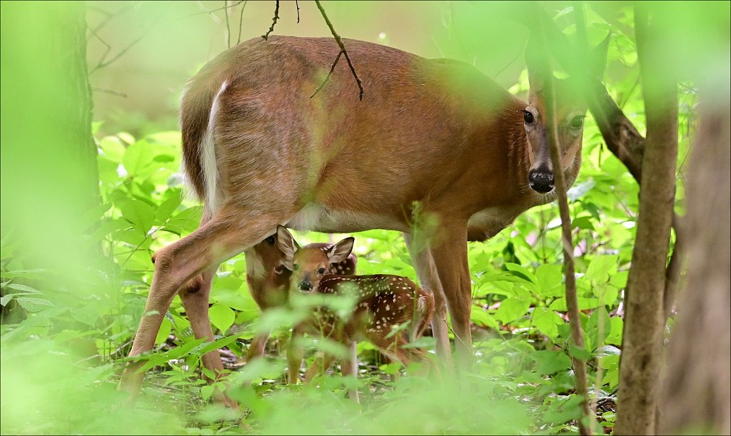 2024 Deer of The Year