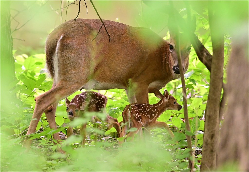 2024 Deer of The Year
