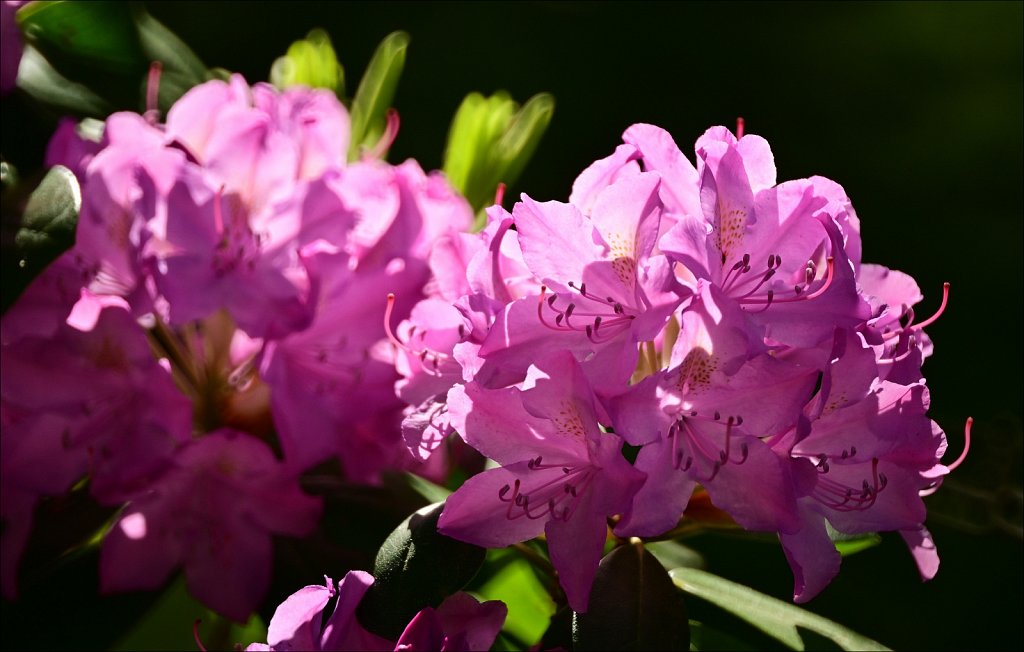 Rhododendron 