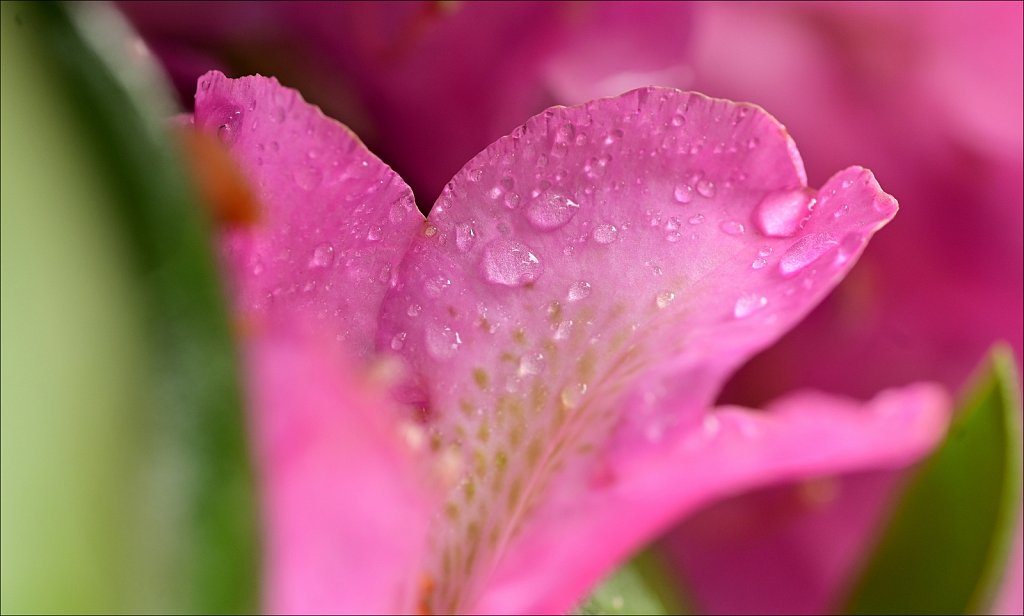 Rhododendron 