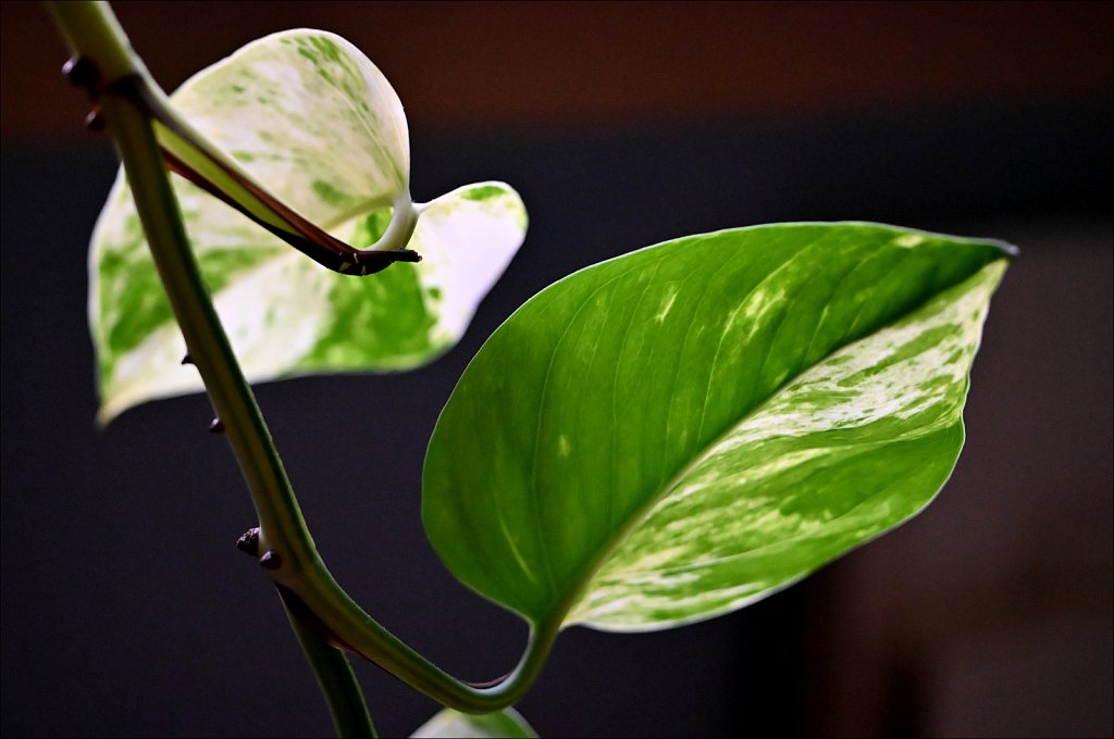Philodendrons Leaf
