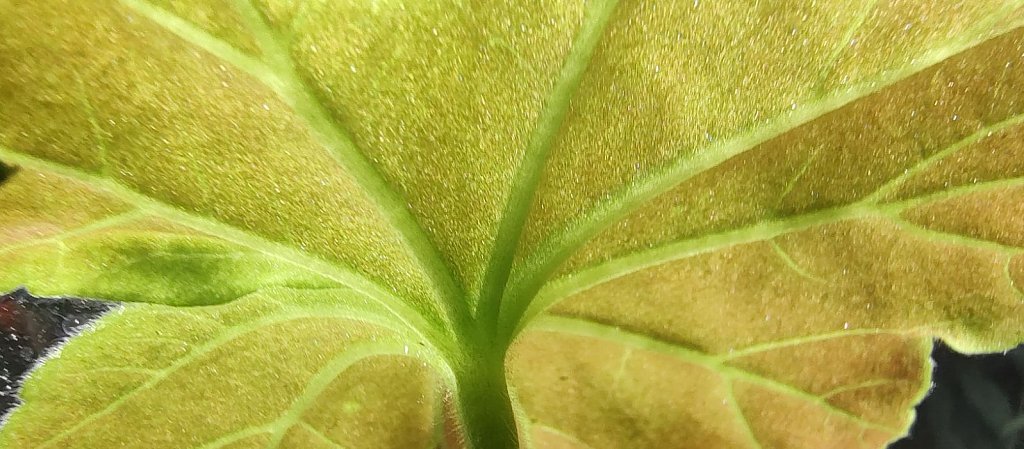 Card 10 "A Leaf" 