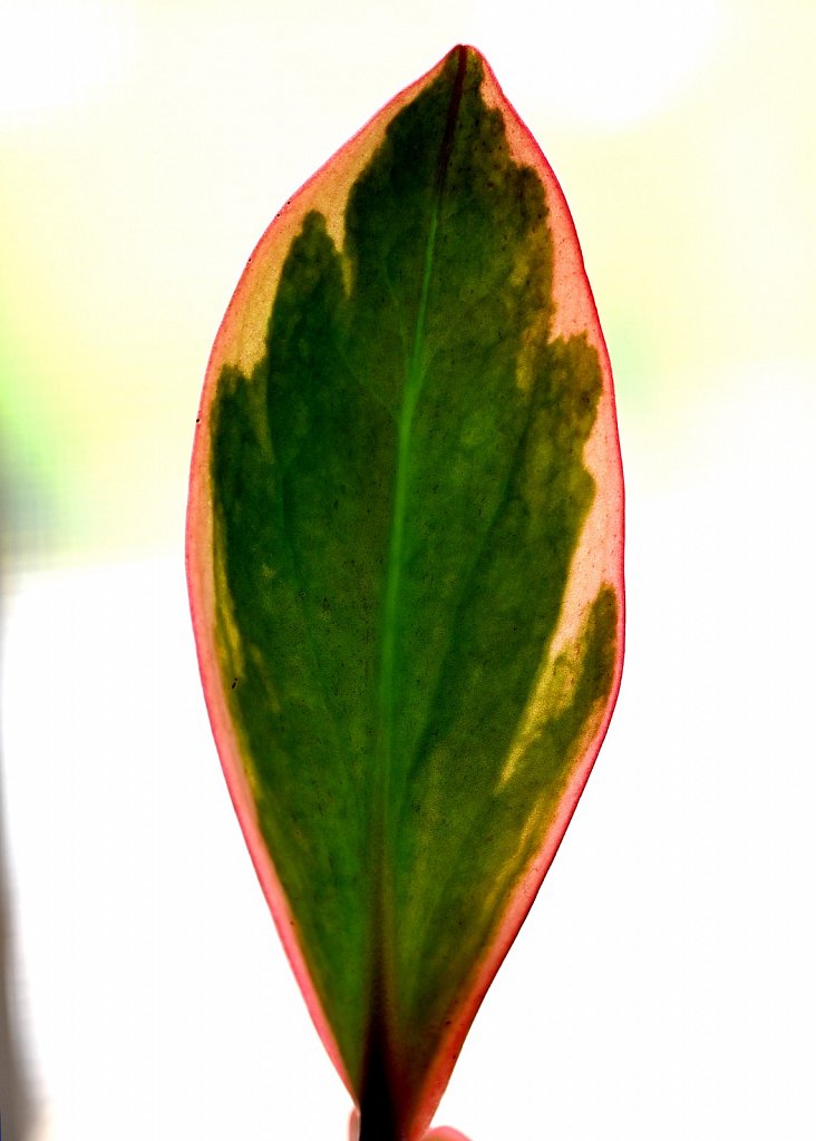 Card 10 "A Leaf" 