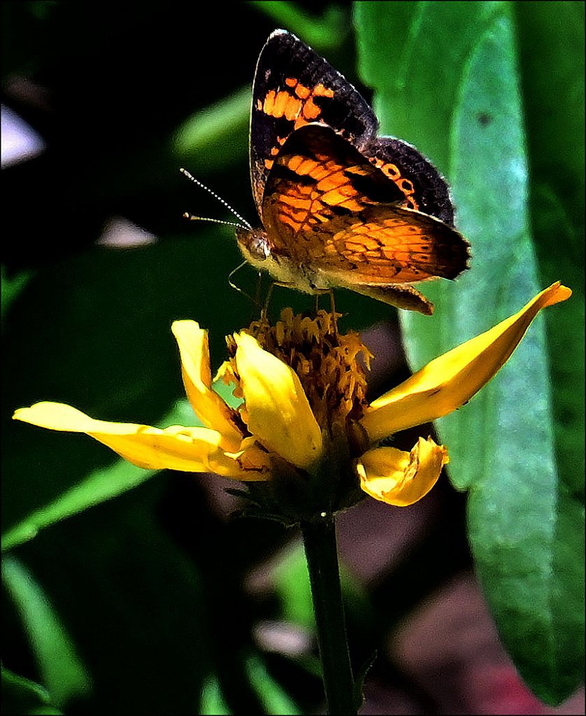 Pearl Crescent 