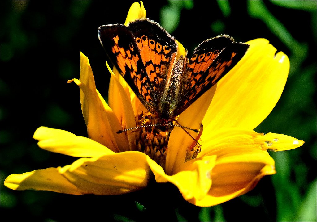 Pearl Crescent 