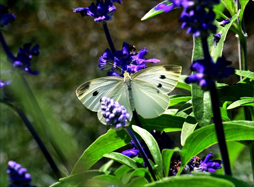 Cabbage White Butterfly 