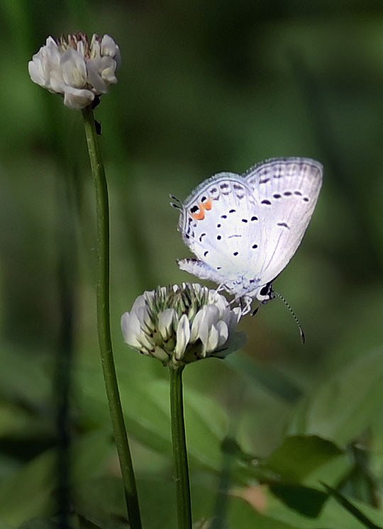 Hairstreak 