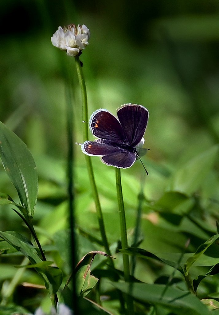 Hairstreak 