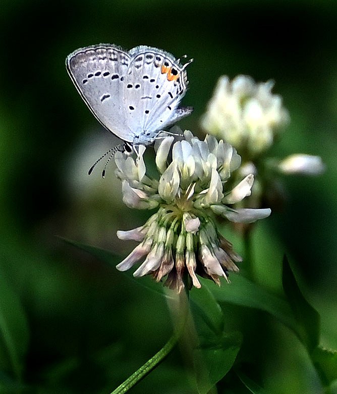 Hairstreak 