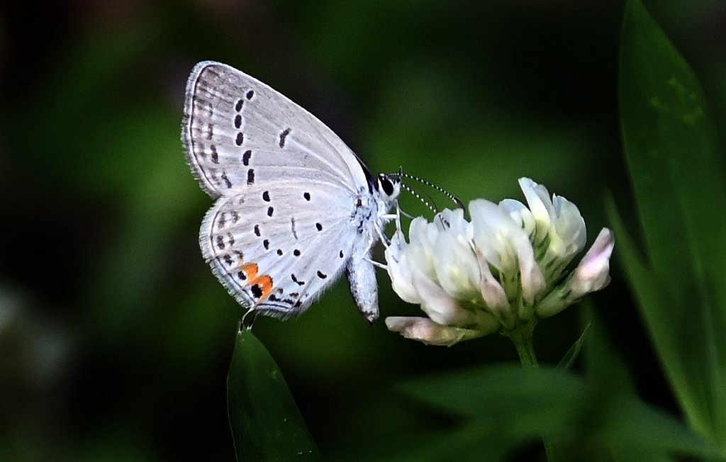 Hairstreak 
