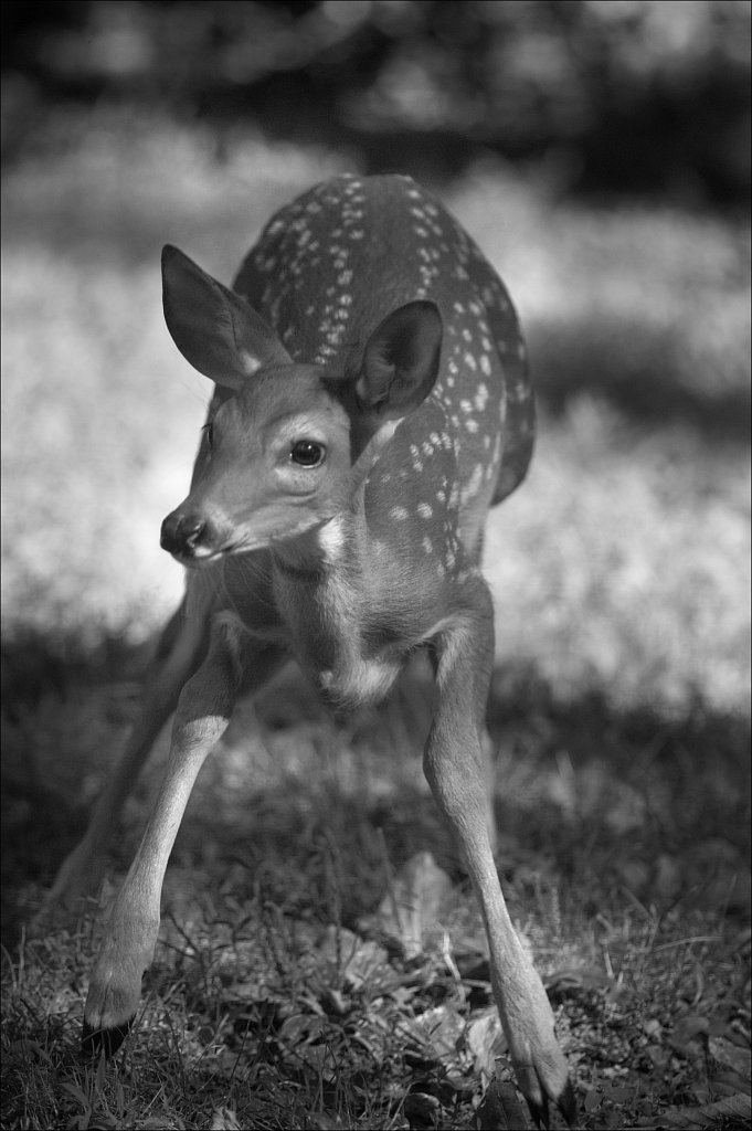 Young Fawn