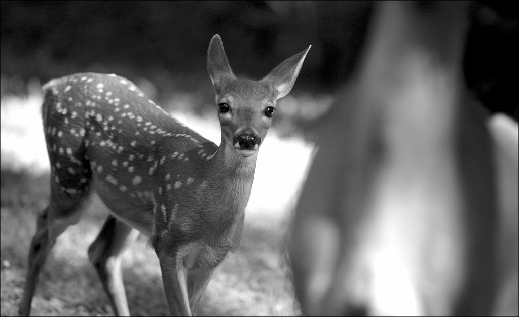 Young Fawn