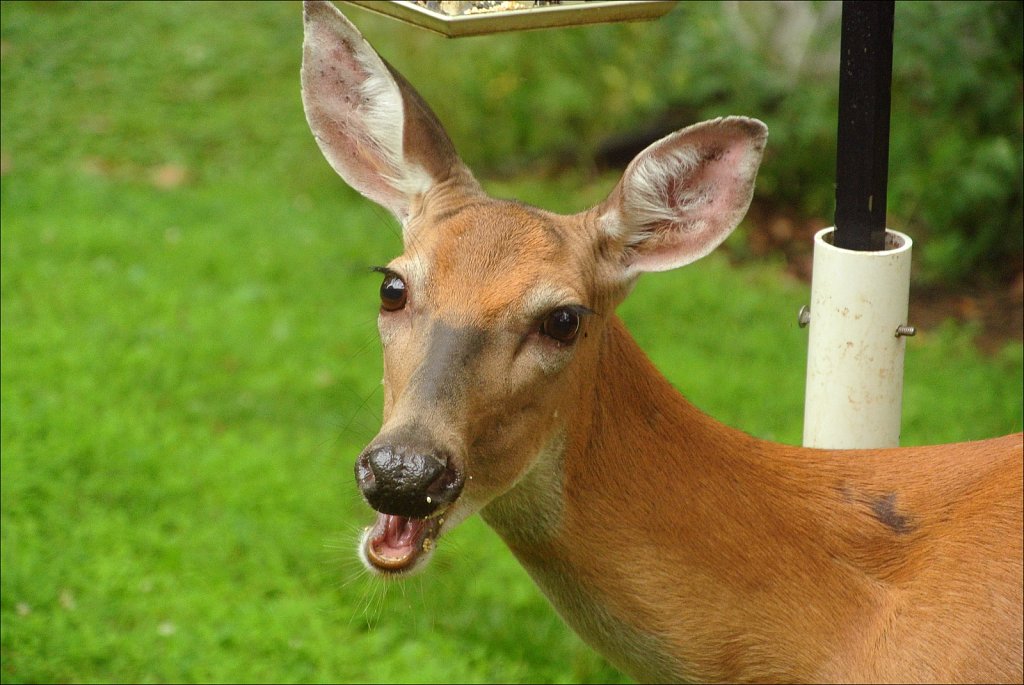 Doe A Deer