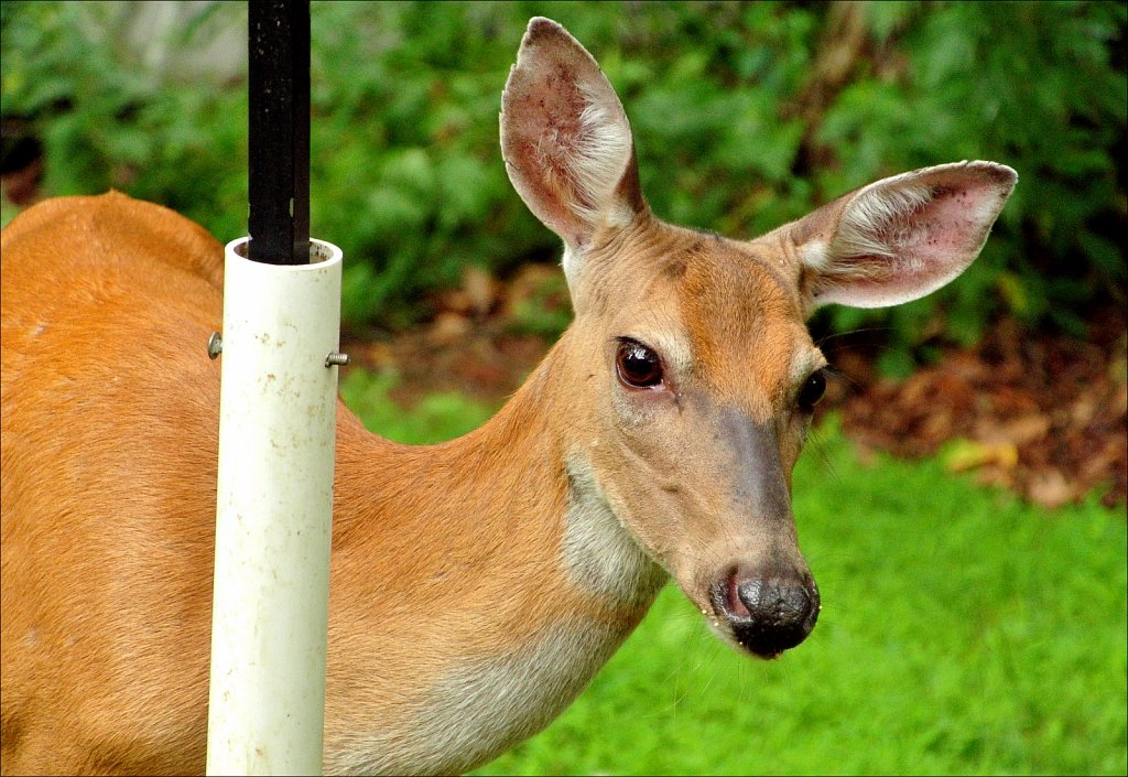 Doe A Deer