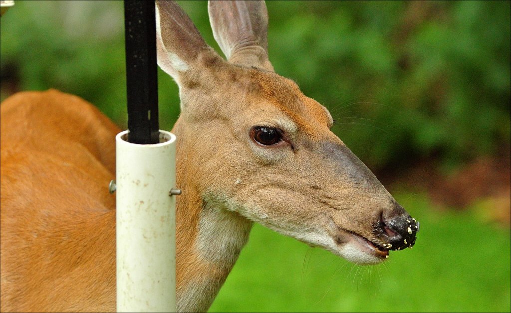 Doe A Deer