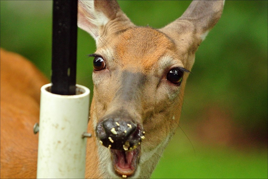Doe A Deer