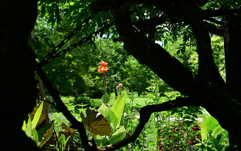 Willowwood Arboretum  