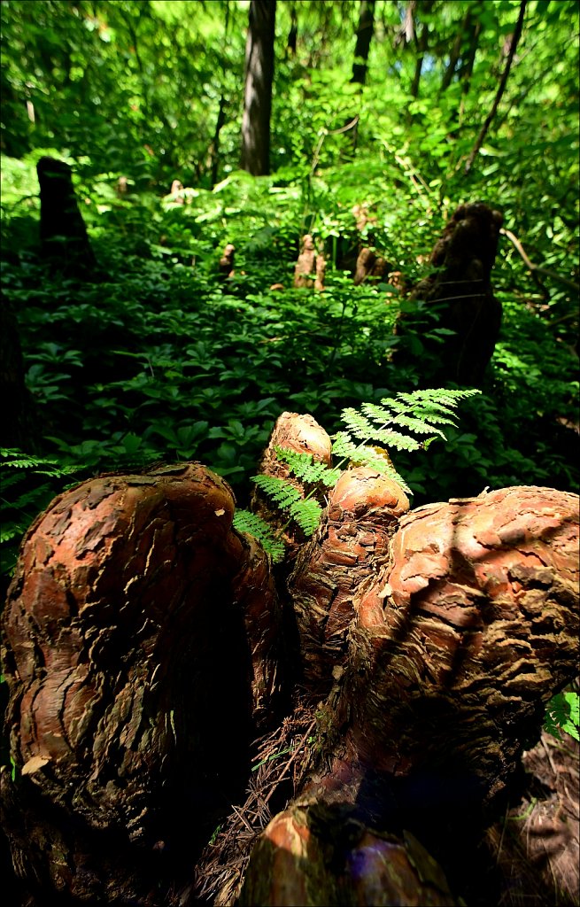 Willowwood Arboretum  